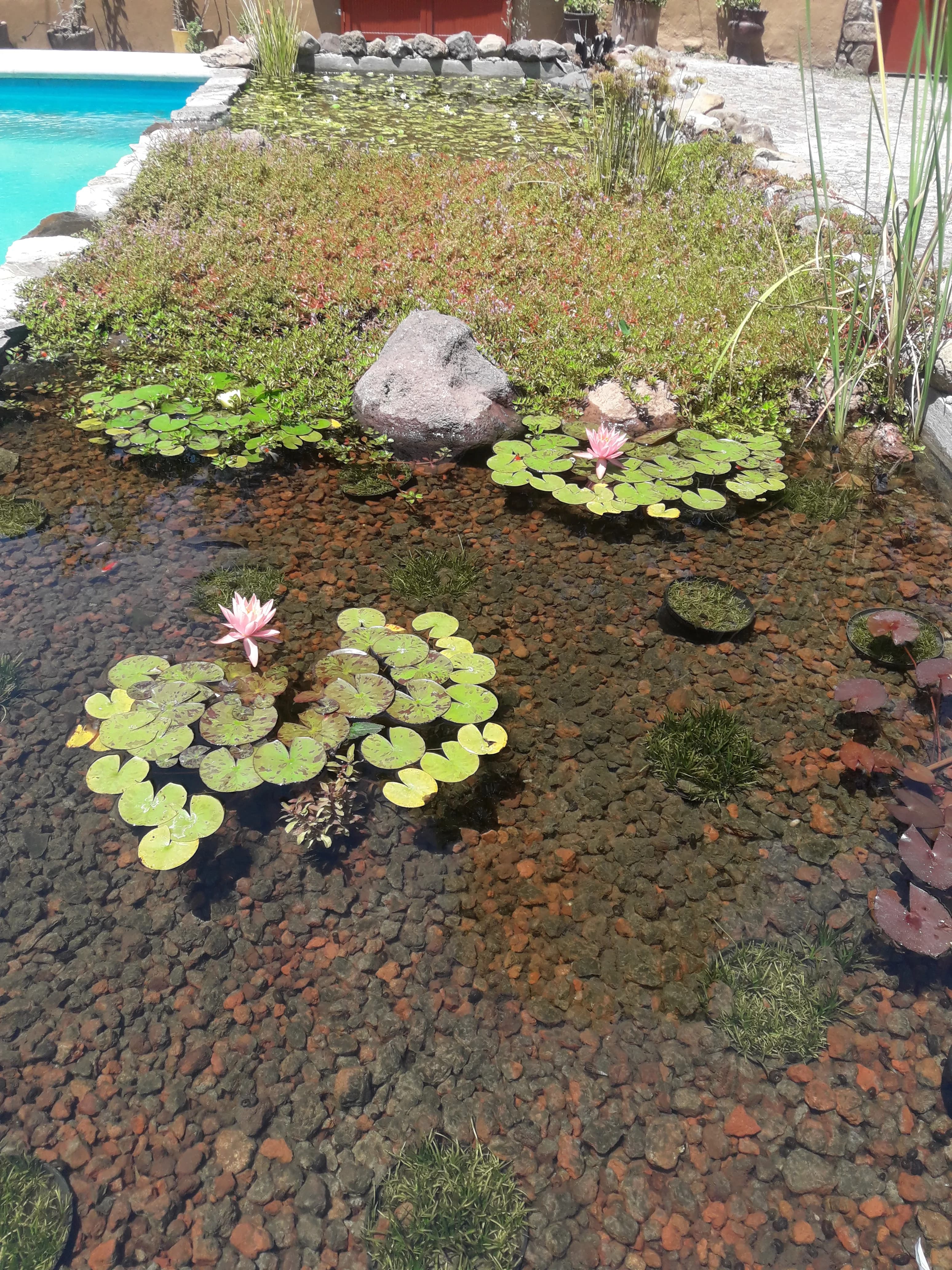 Biopiscina con cascada natural