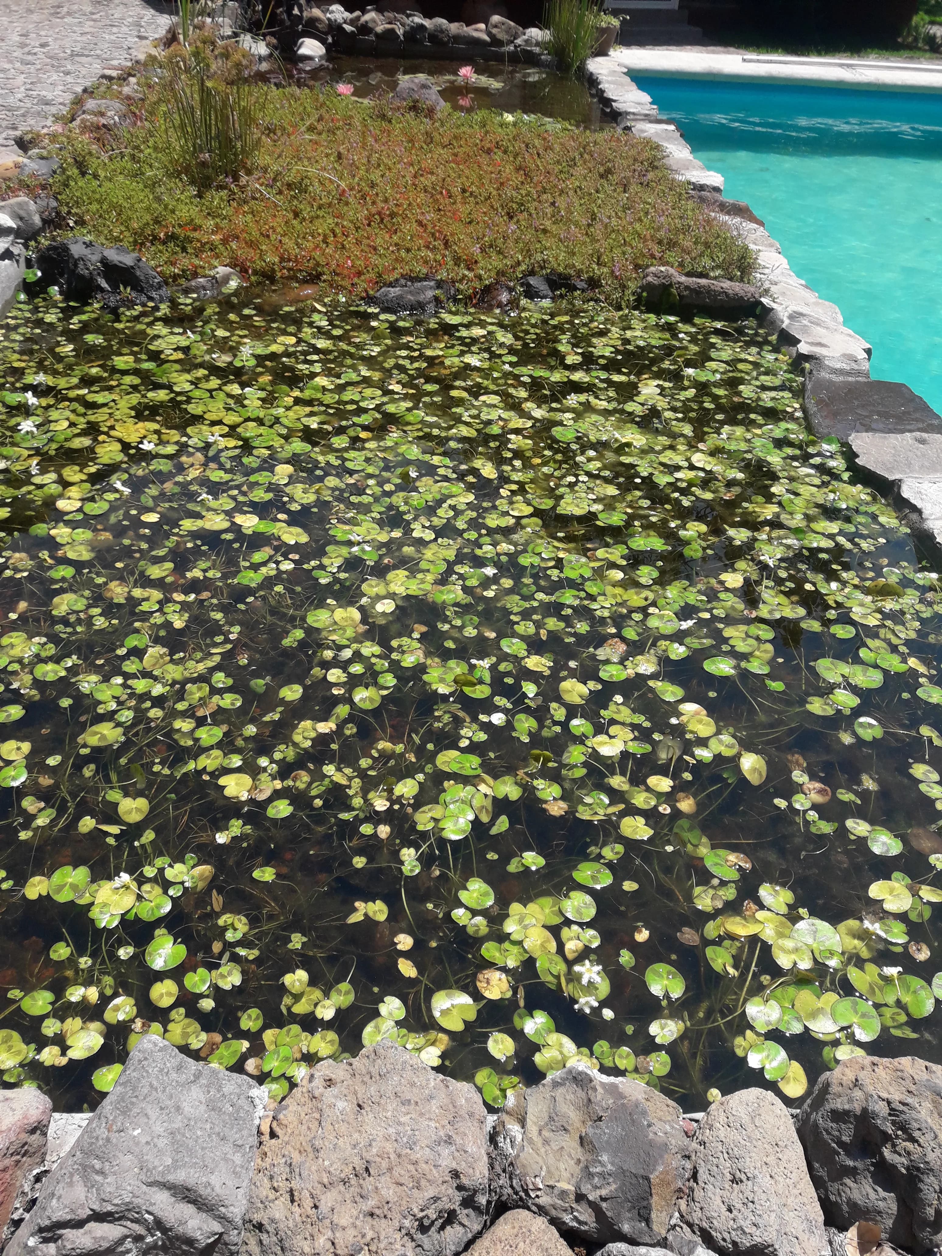 Biopiscina con cascada natural - 3