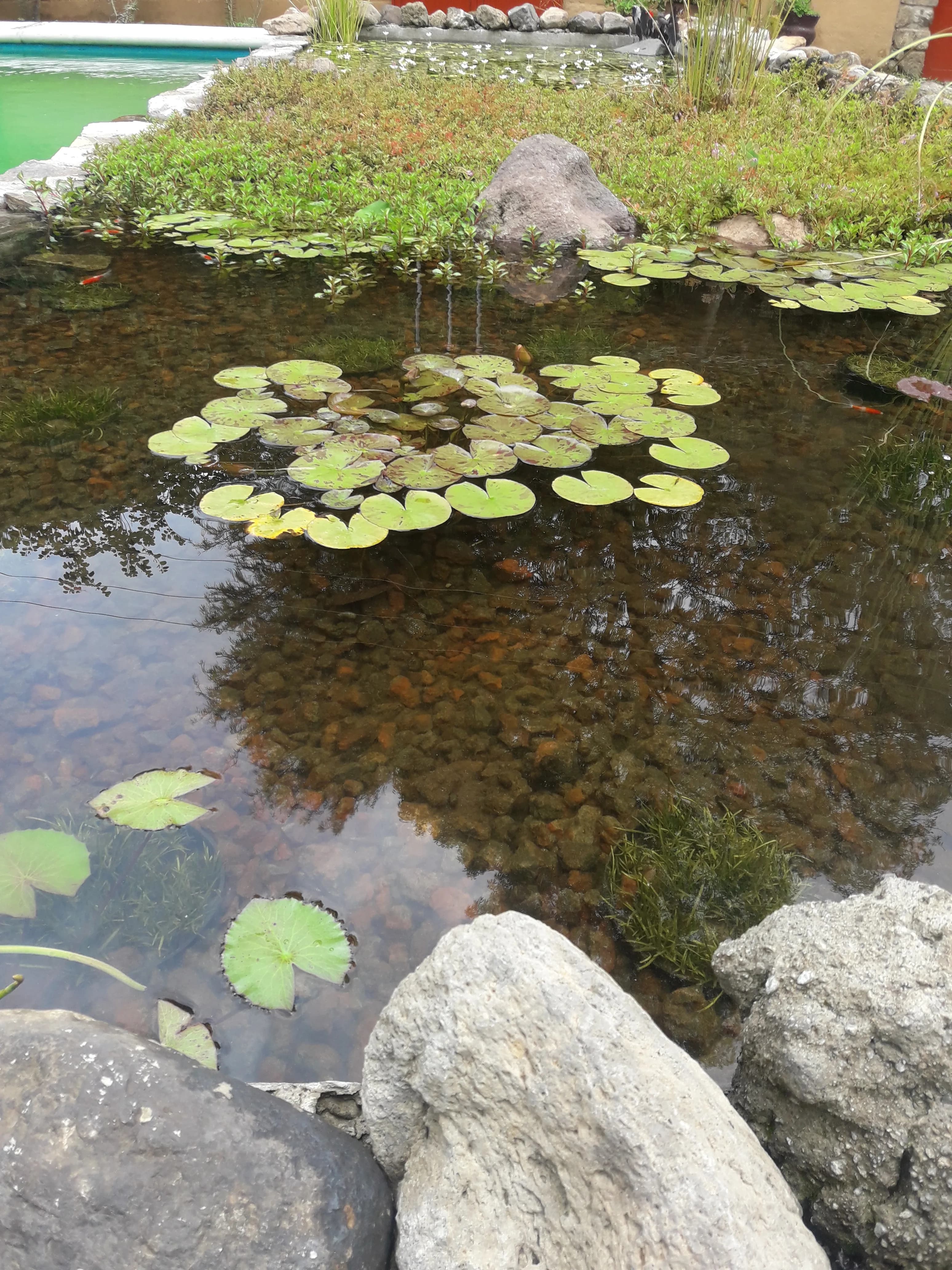 Biopiscina con cascada natural - 4