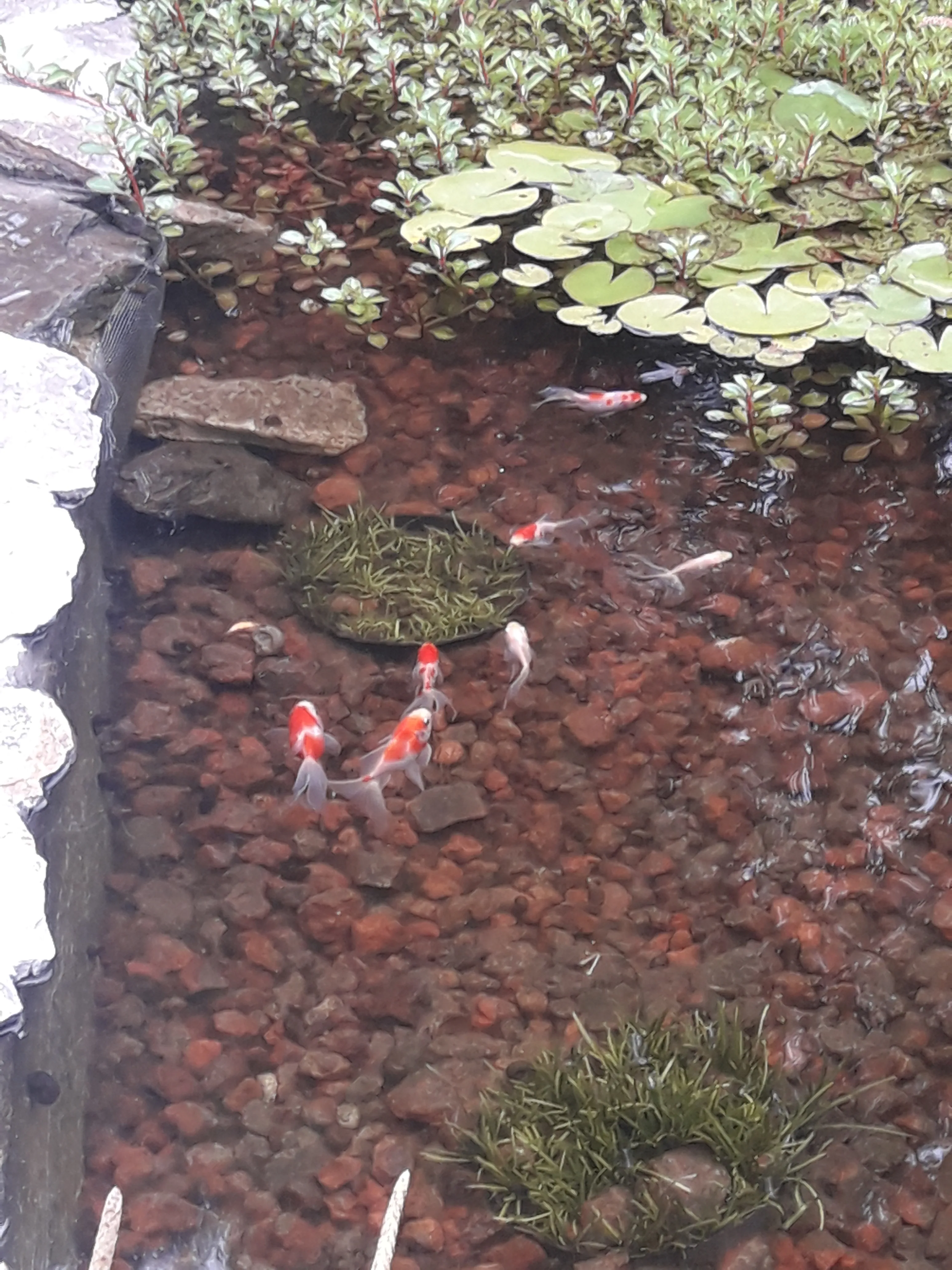 Biopiscina con cascada natural - 5