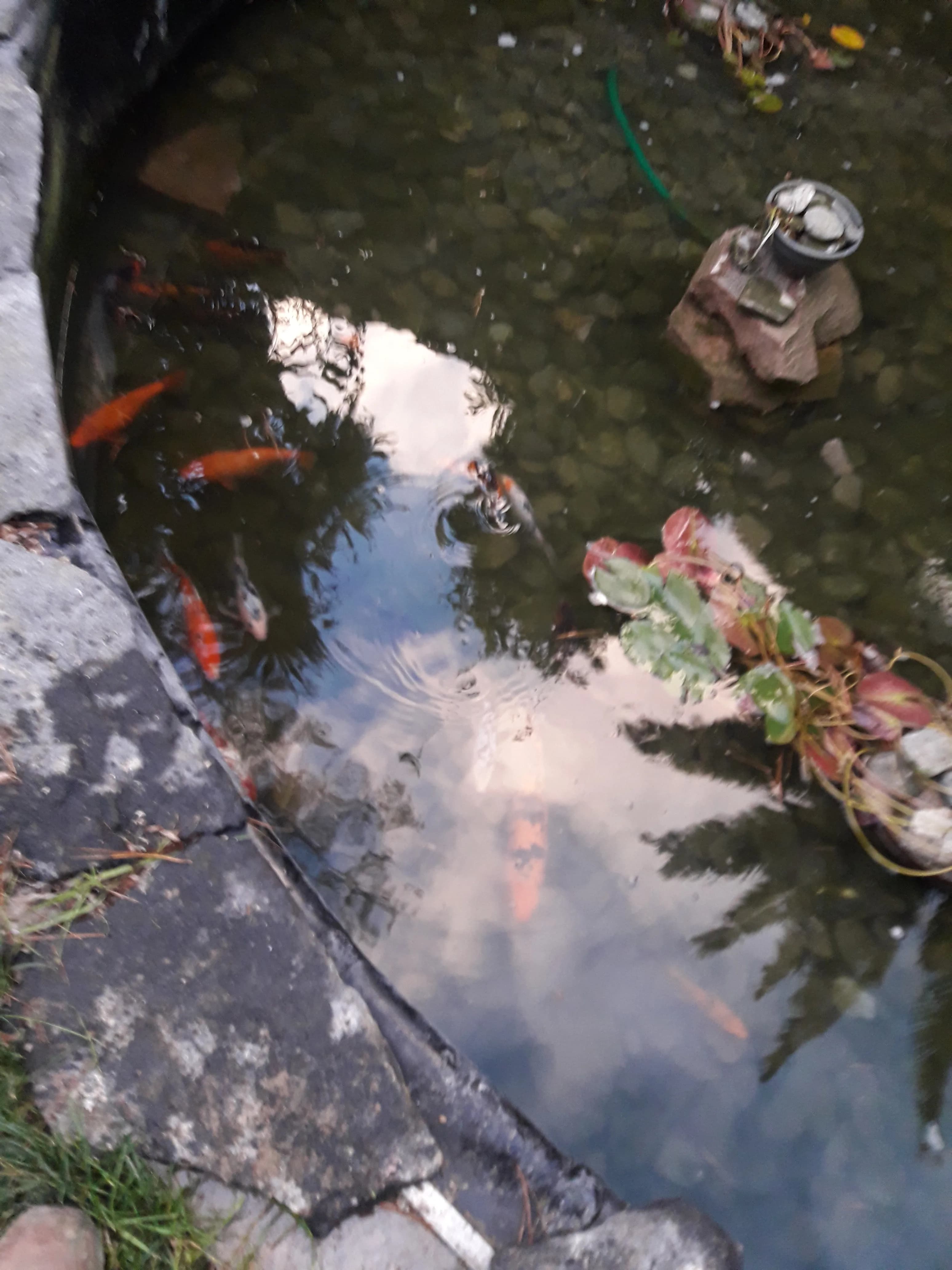 Ecosistema Mediano con Cascada - 8