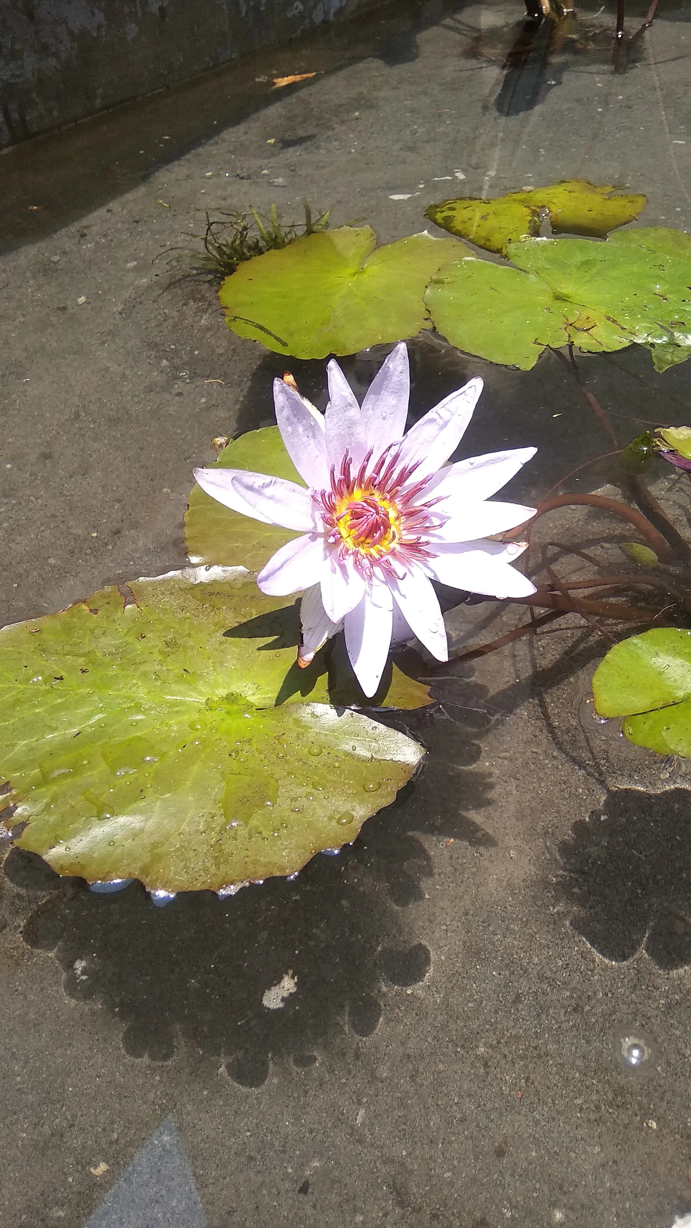 Eco-Small Patio Natural - 6