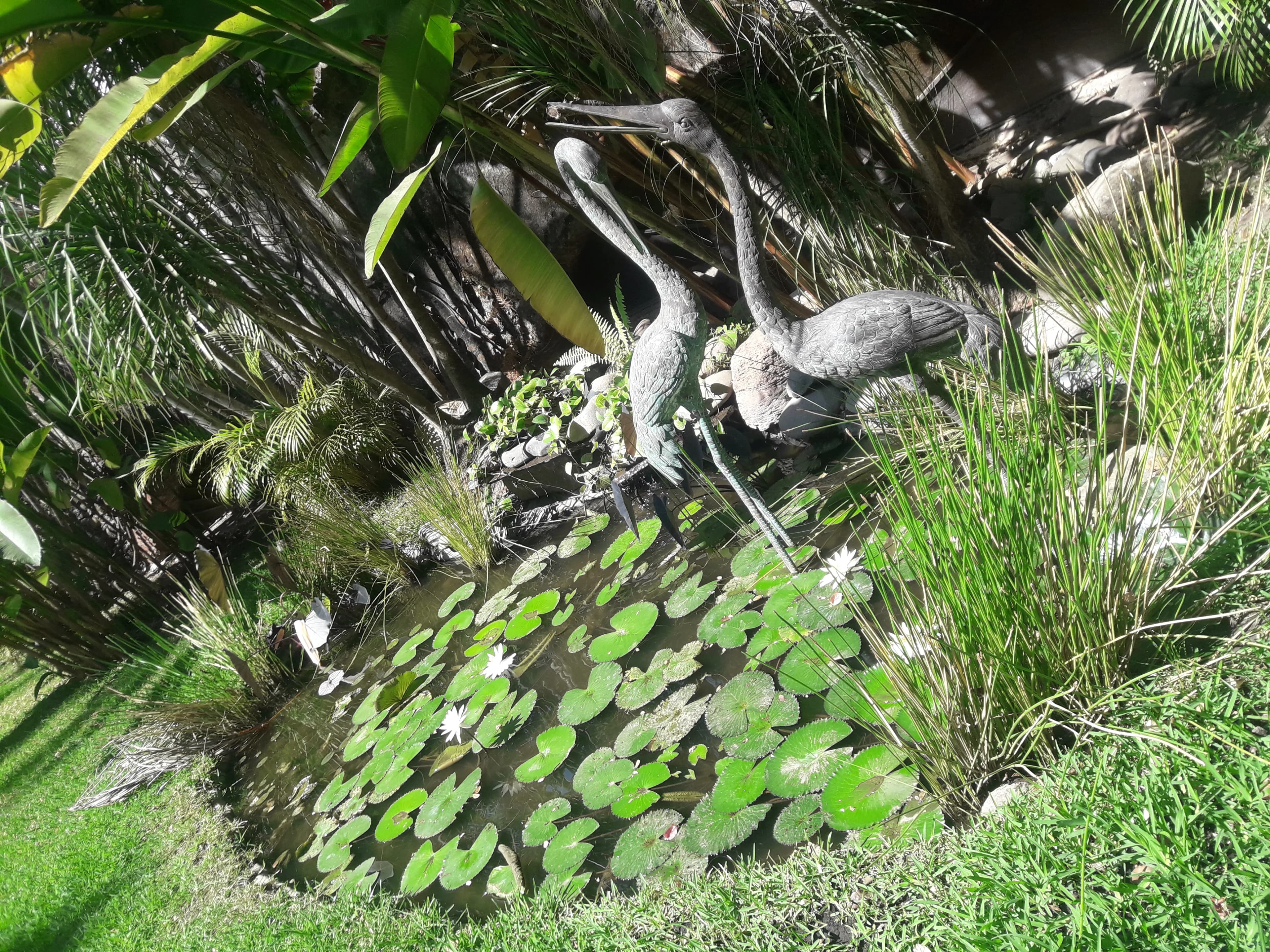 Mini Bioestanque - 2