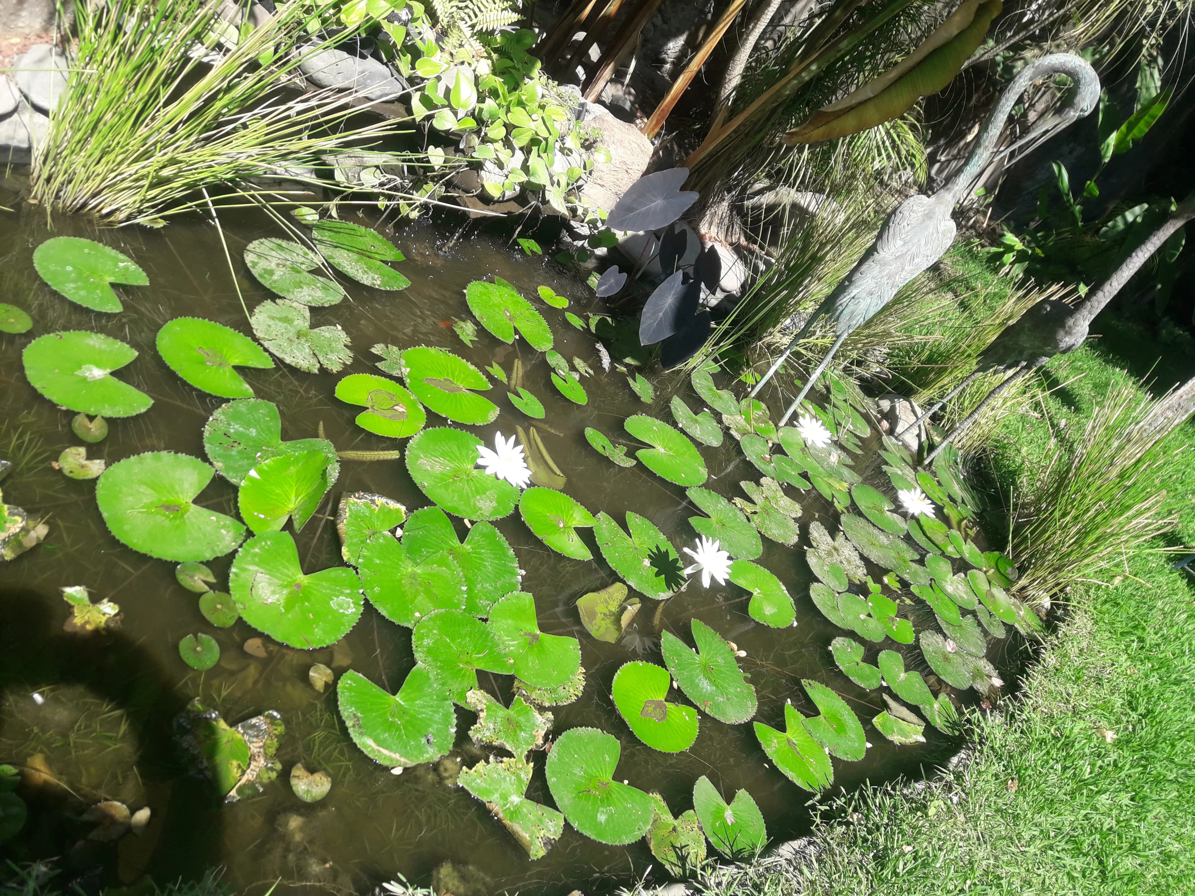 Mini Bioestanque - 3