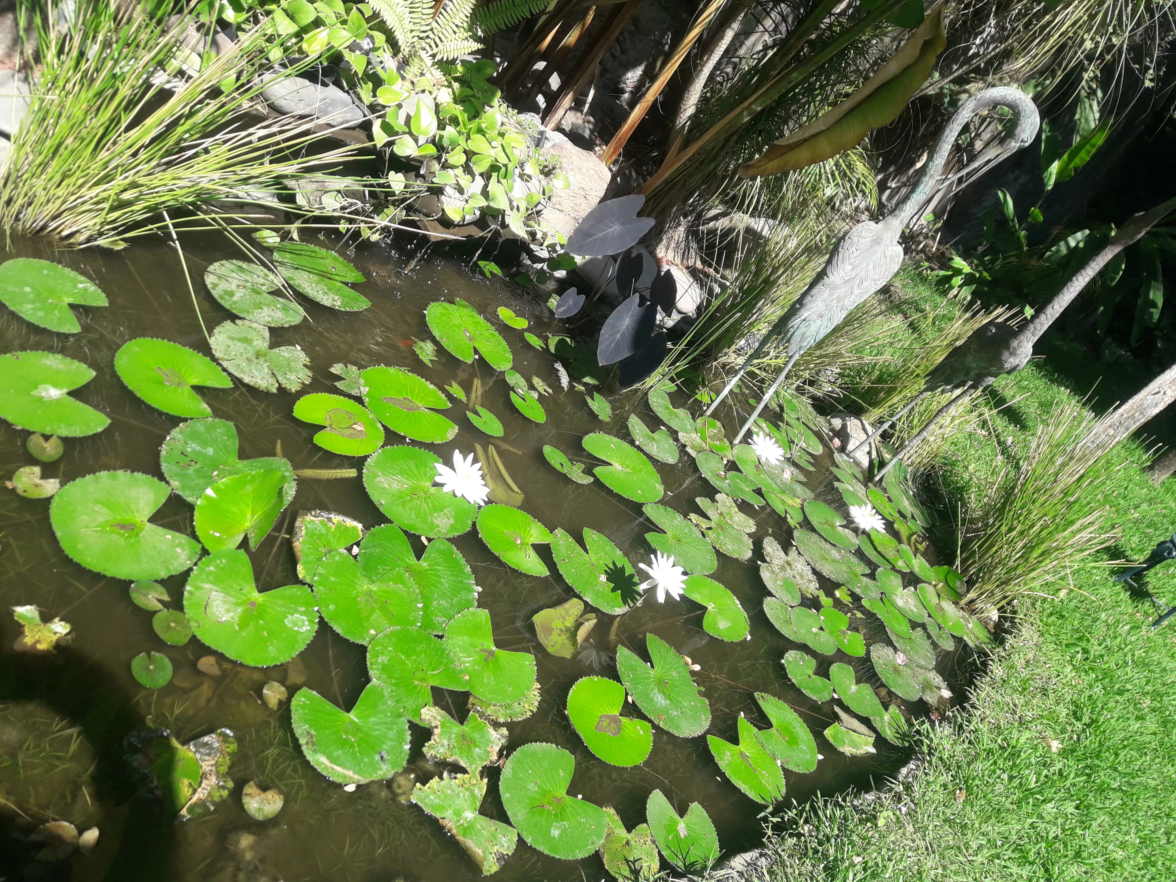 Mini Bioestanque - 4