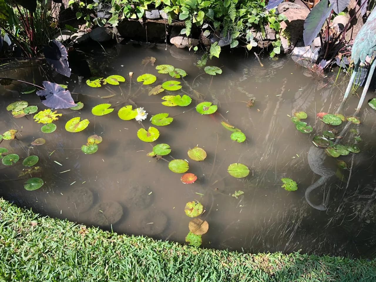 Mini Bioestanque - 5