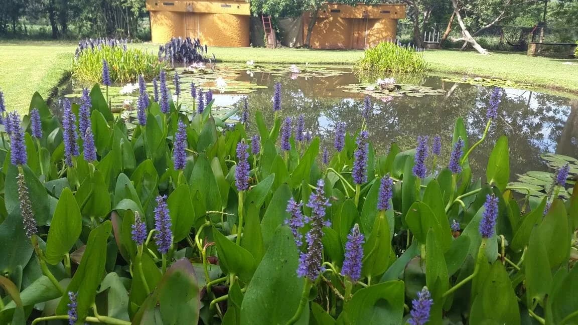 Mini Bioestanque - 3