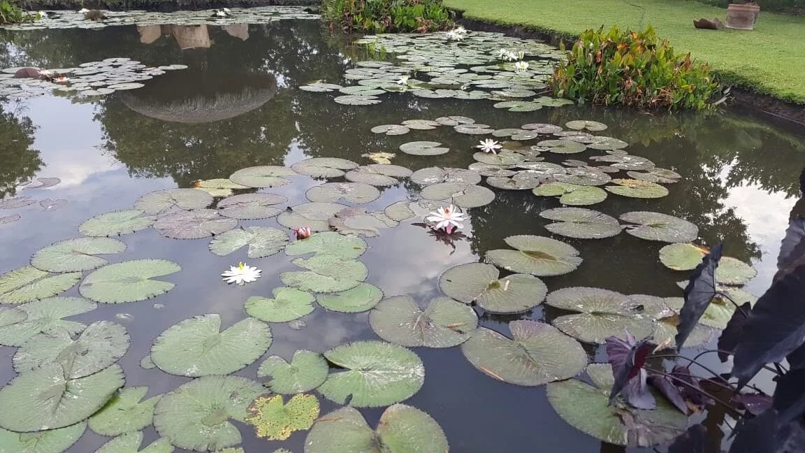 Mini Bioestanque - 4