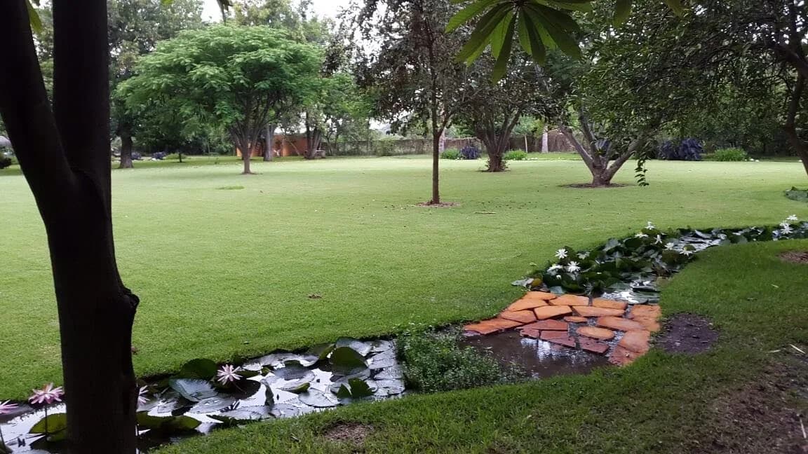 Mini Bioestanque - 6