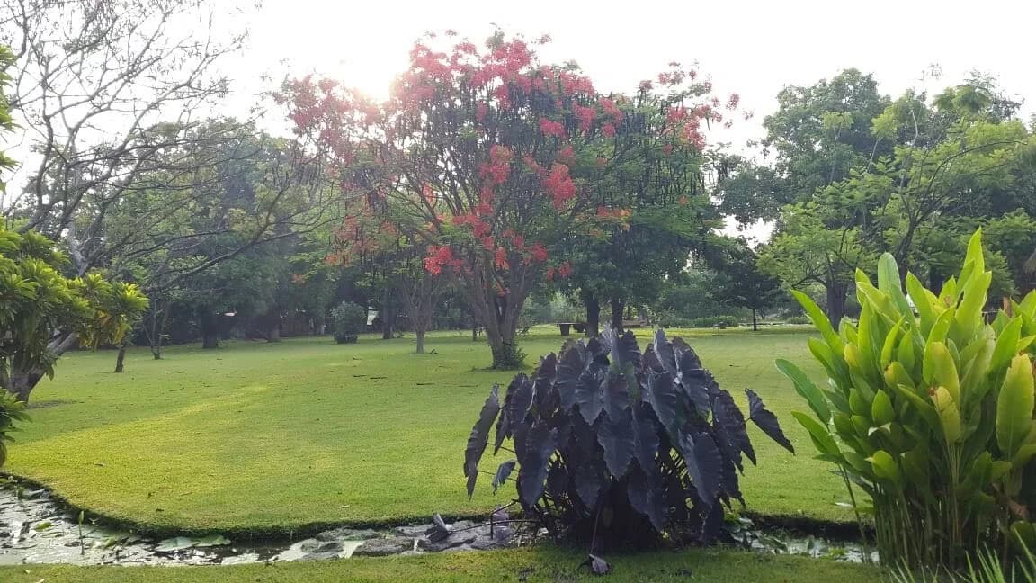 Mini Bioestanque - 7