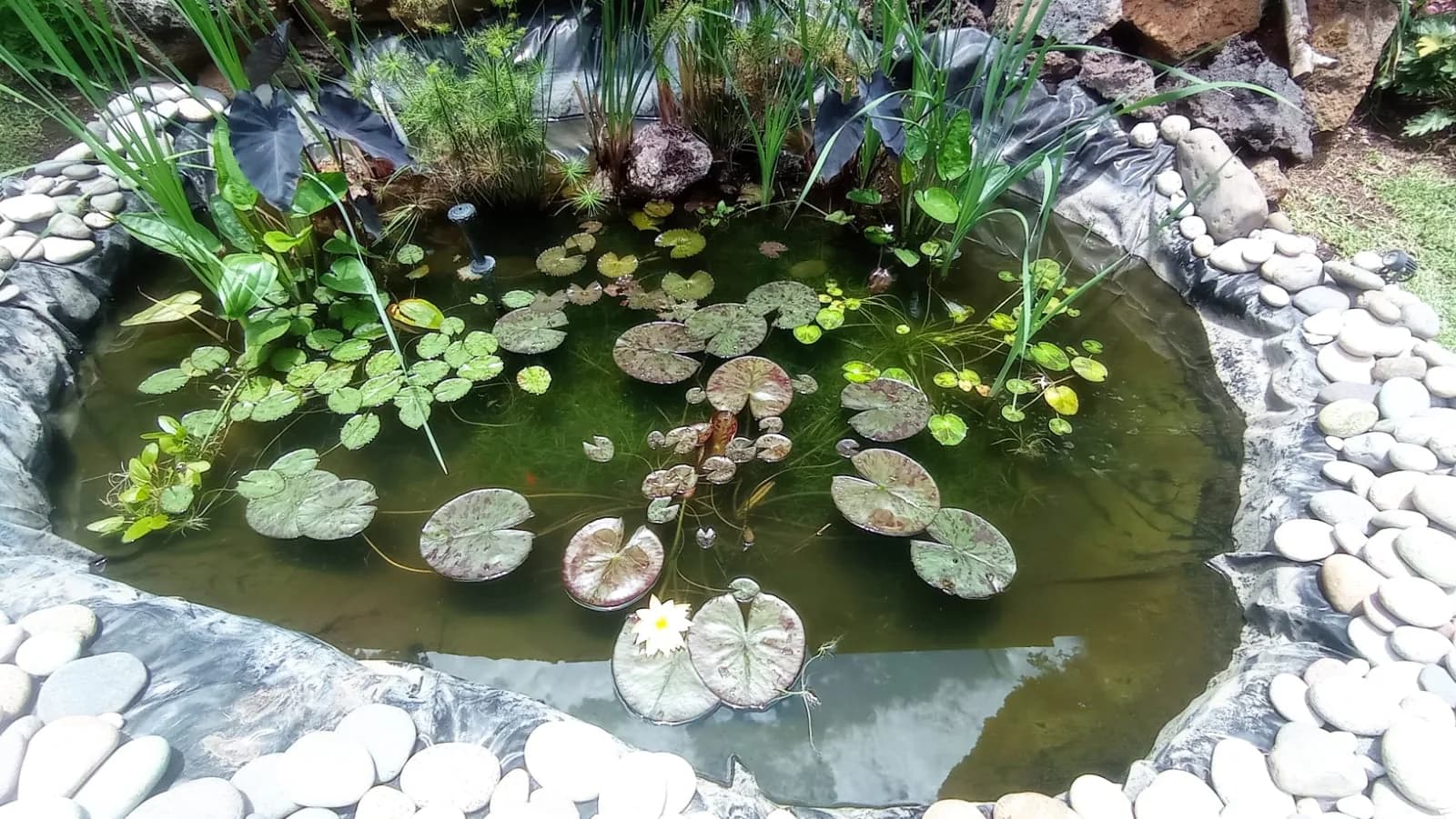 Estanque con cascada lateral - 2