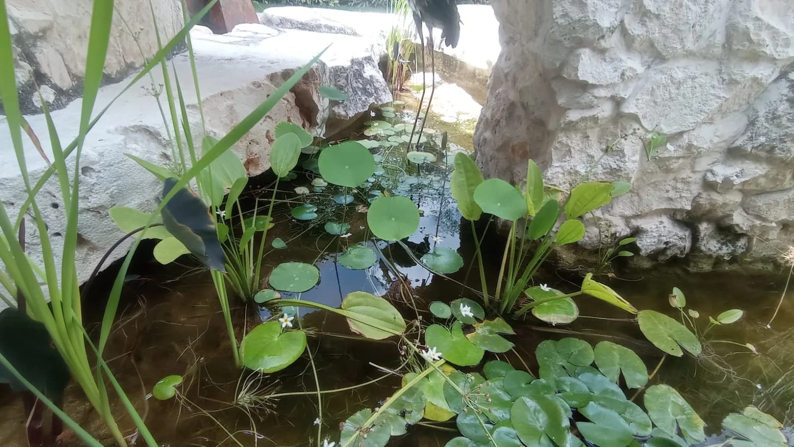 Estanque circular con fuente