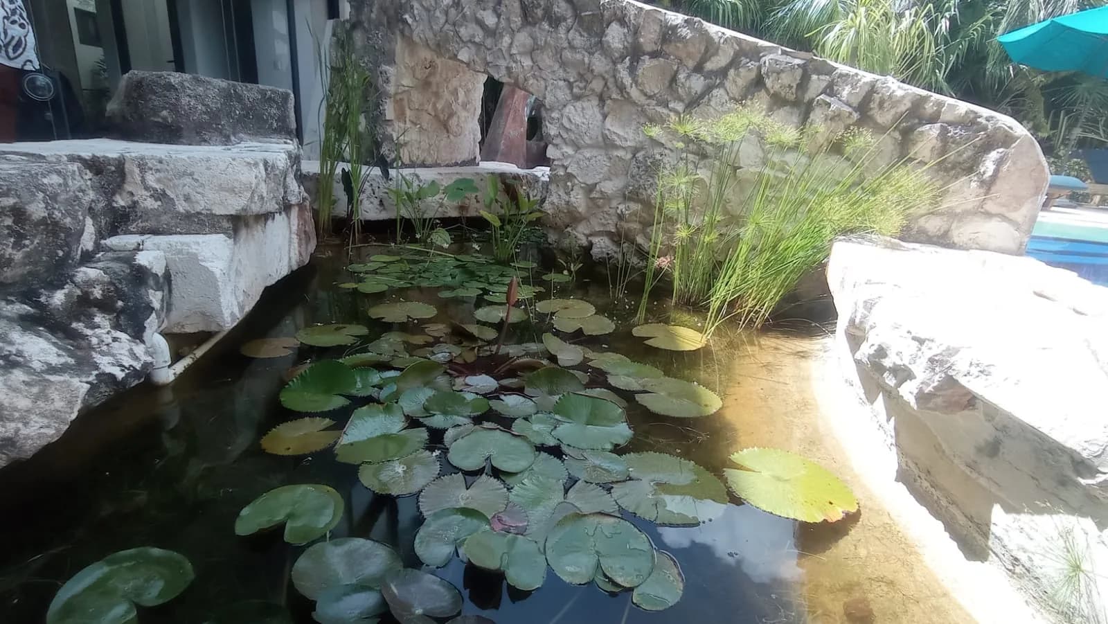 Estanque circular con fuente - 2