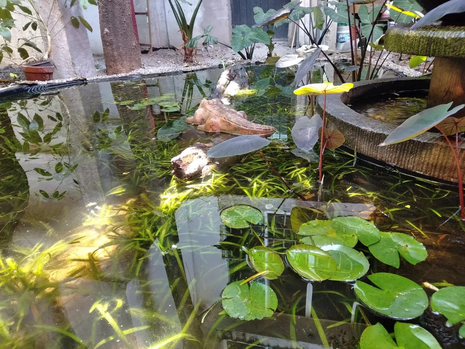 Estanque rústico con muro de piedra - 6