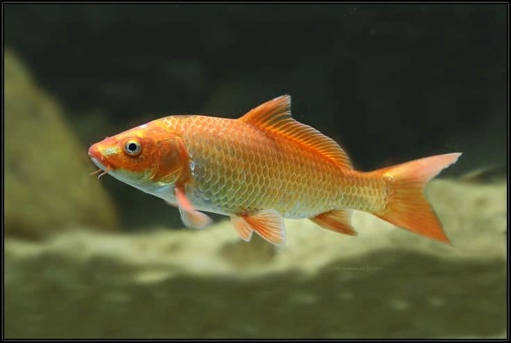 Pez carpa Koi