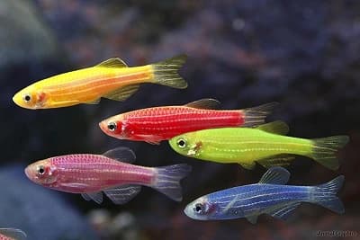Pez cebra fluorescente O transgénica