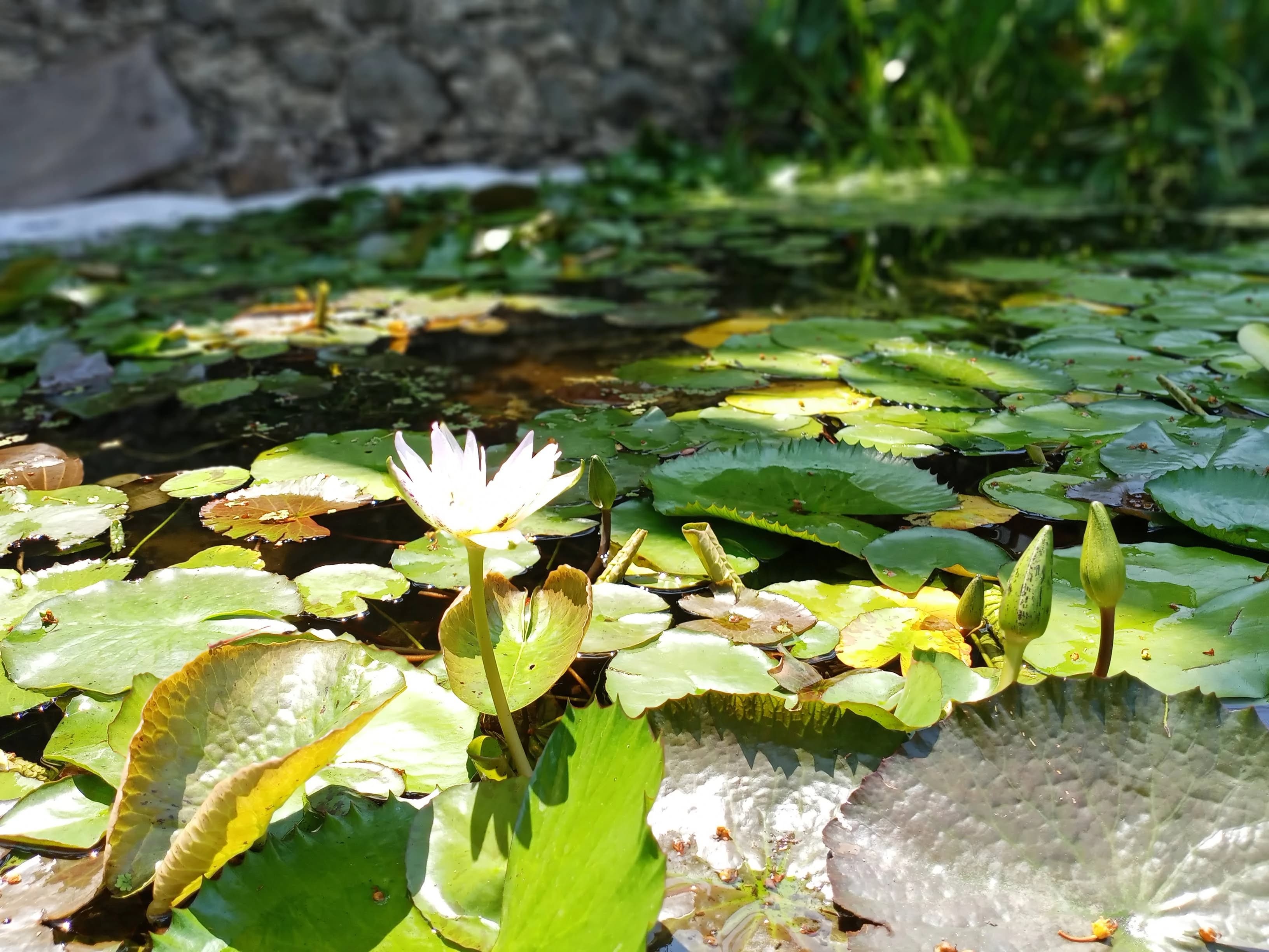 Plantas acuáticas Atl Ecosystem