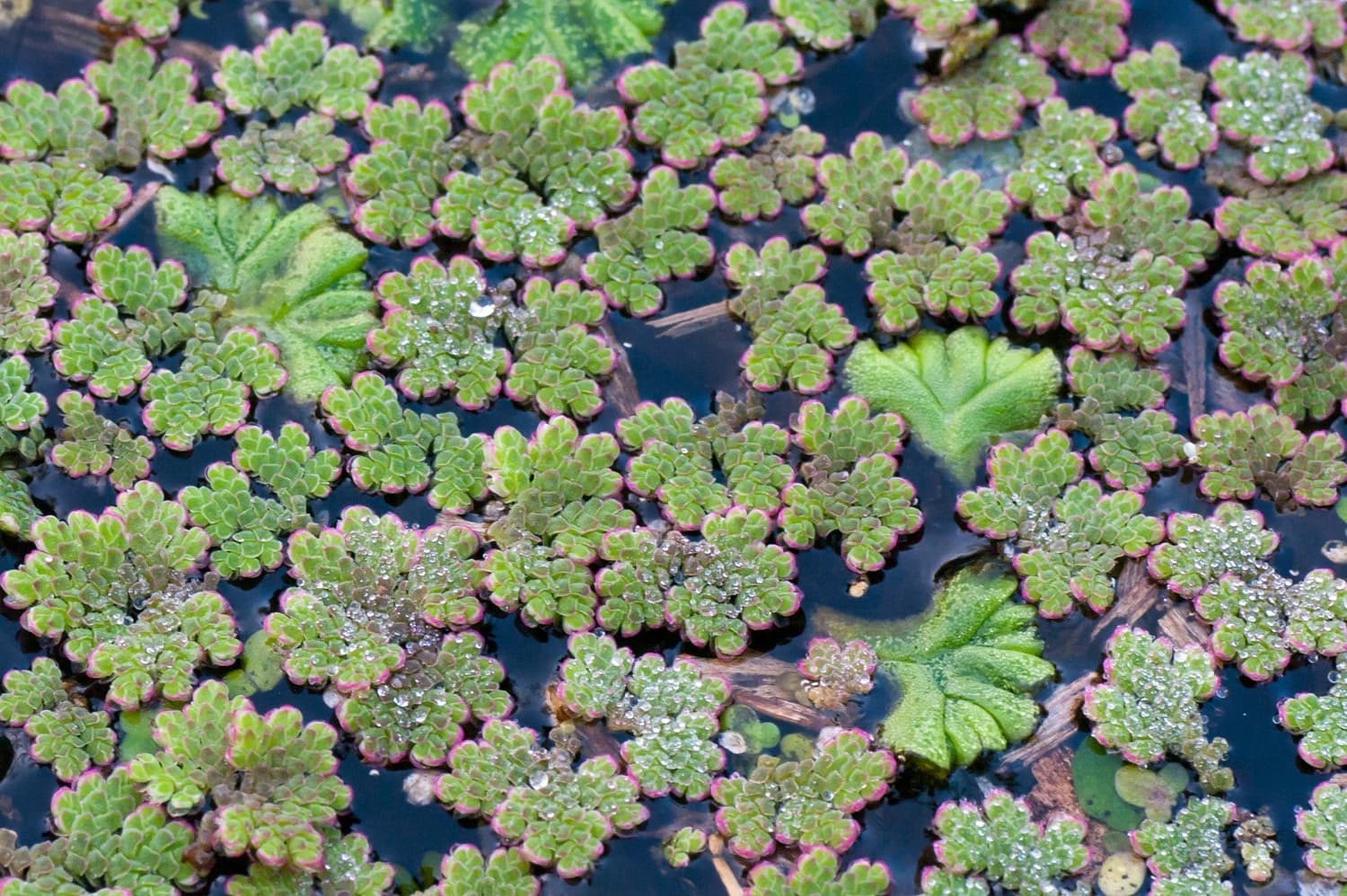 Azolla