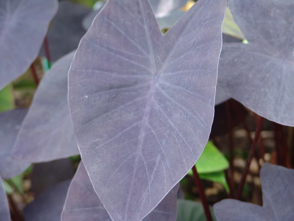Black Magic (Colocasia esculenta 'Black Magic')