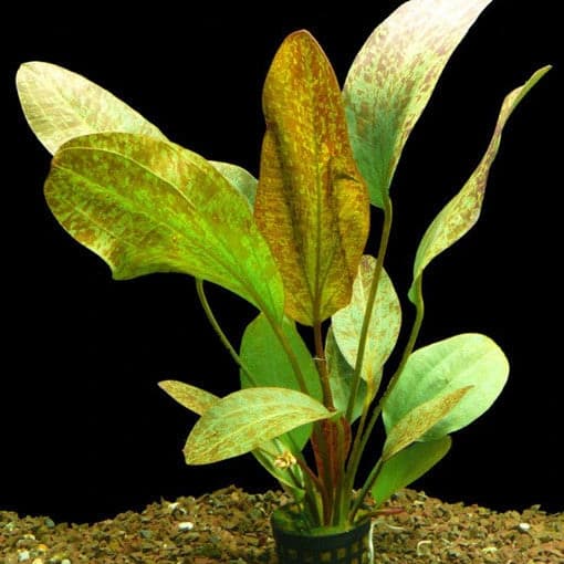 Echinodorus Ozelot