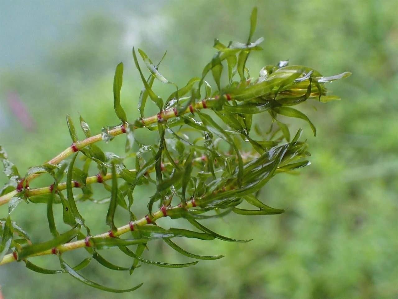 Elodea nutalli