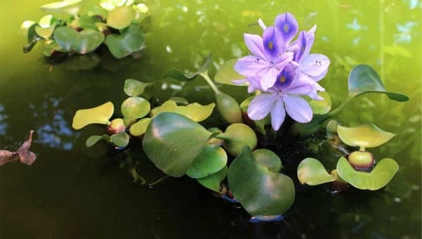 Pontederia crassipes (Jacinto de agua)