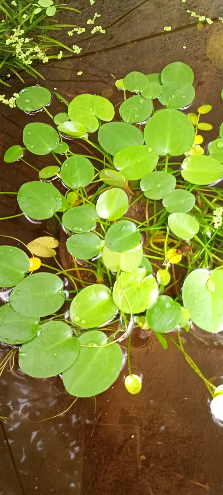 Limnobium (Bocado de rana)