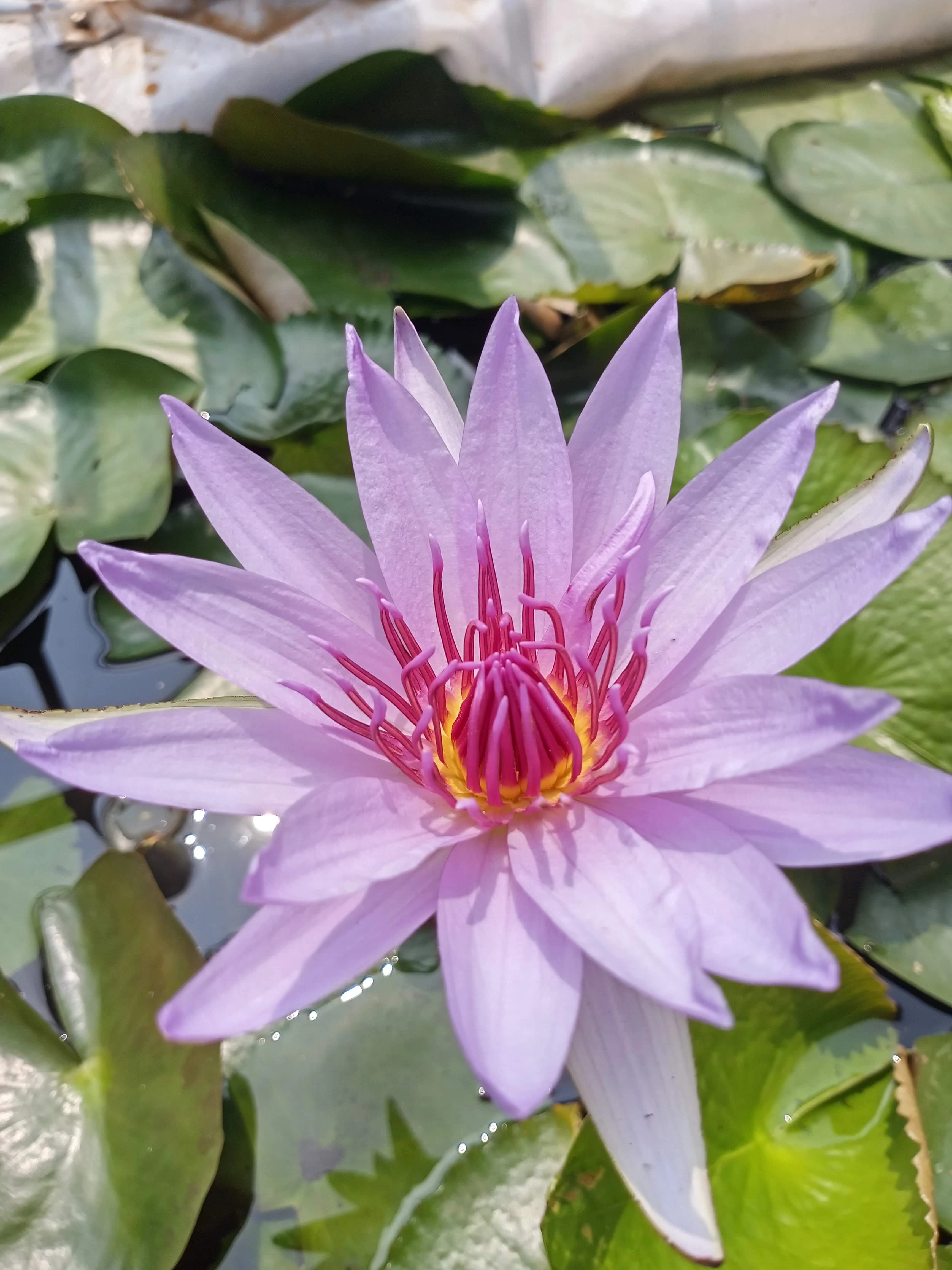 Nenúfar Lila Nymphaea 'Blue Beauty'