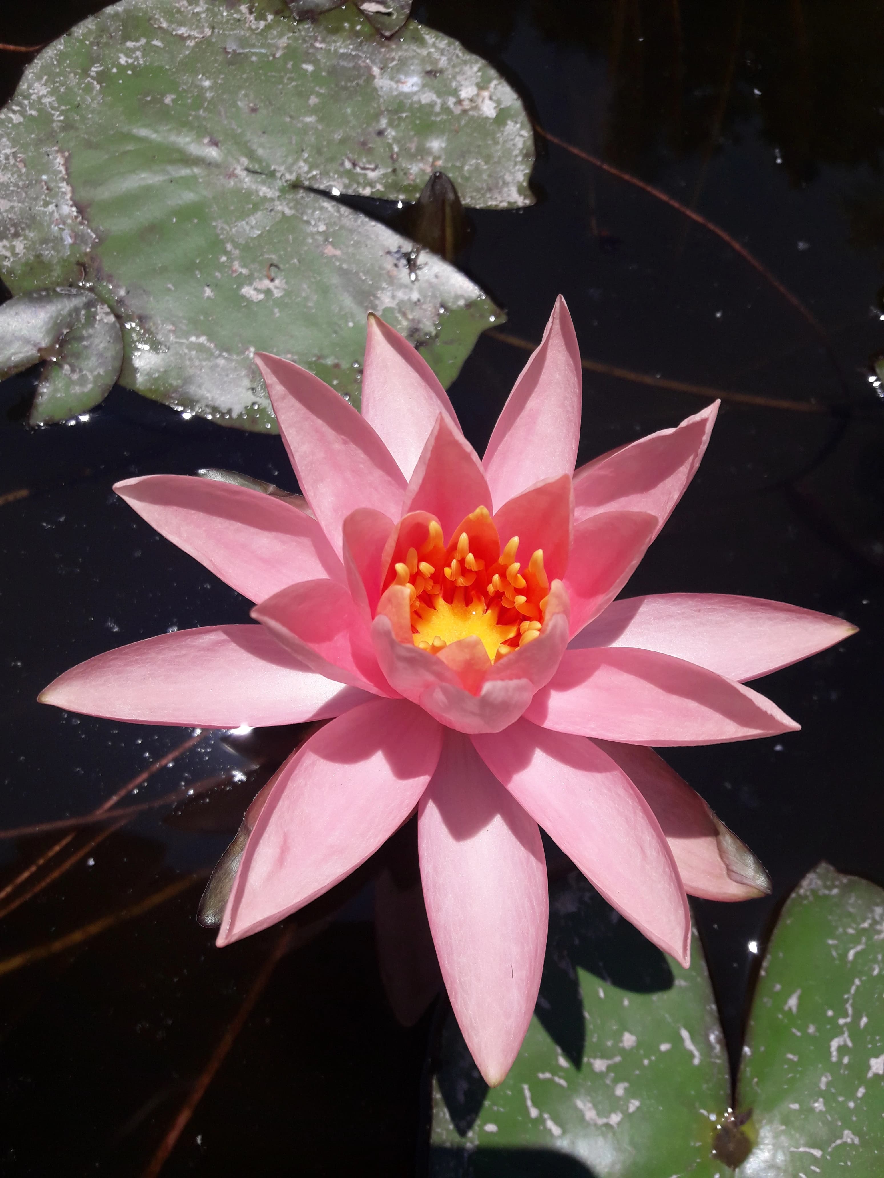 Nenúfar Rosa Nymphaea 'Fire Crest'