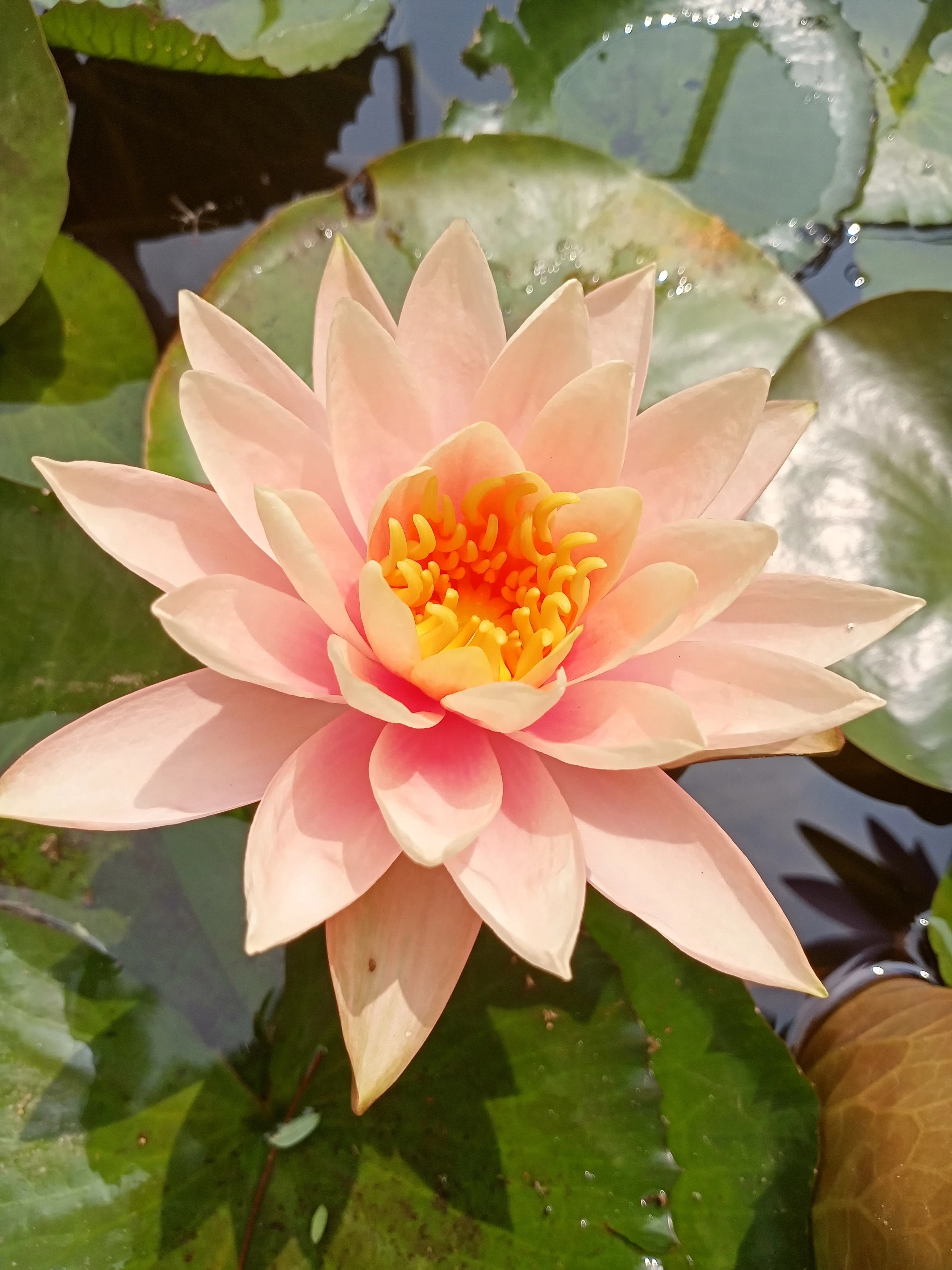 Nenúfar Durazno Nymphaea 'Florida Sunset'