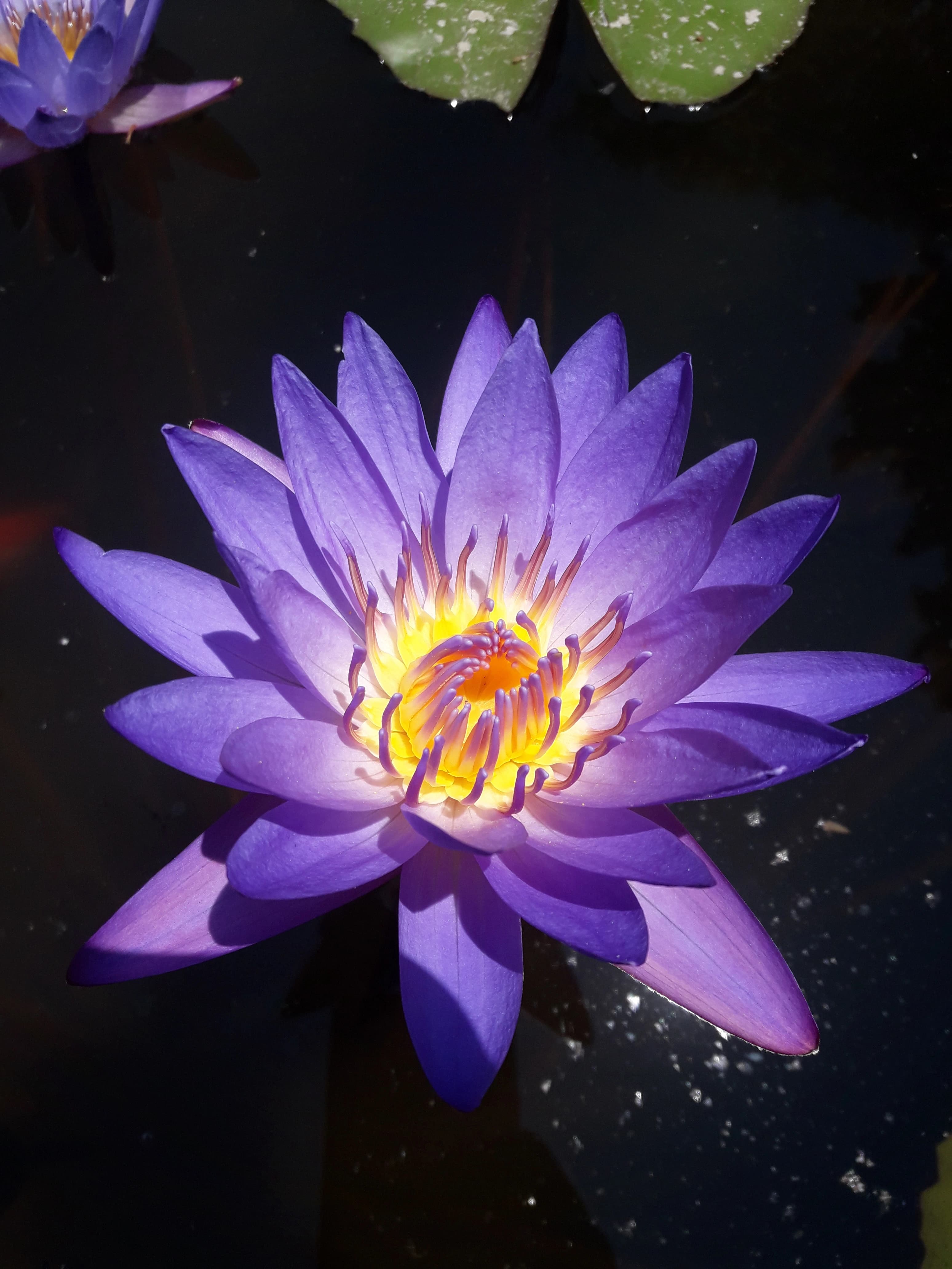 Nenúfar Púrpura Nymphaea nouchali