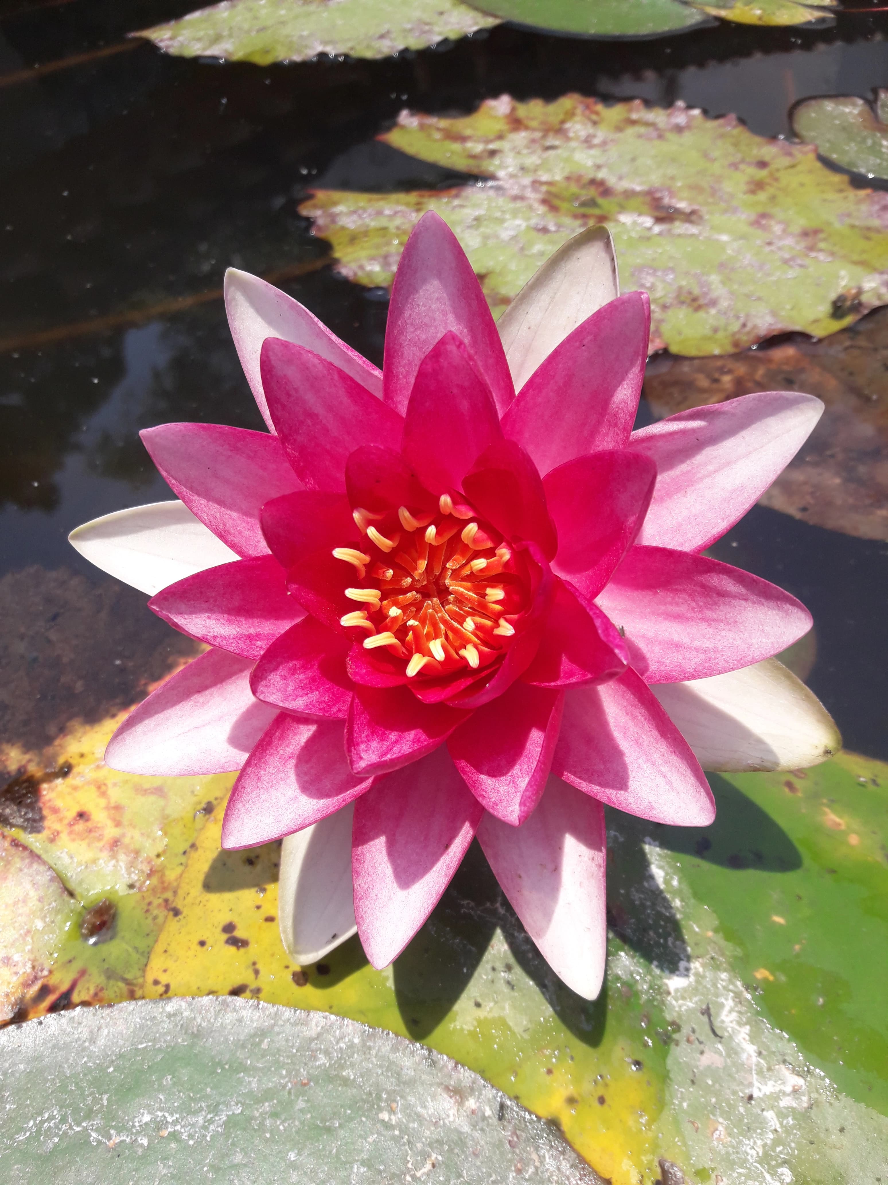 Nenúfar Rosa Nymphaea rubra
