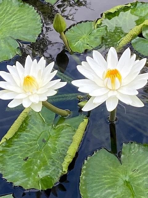 Nenúfar Sir Galahad