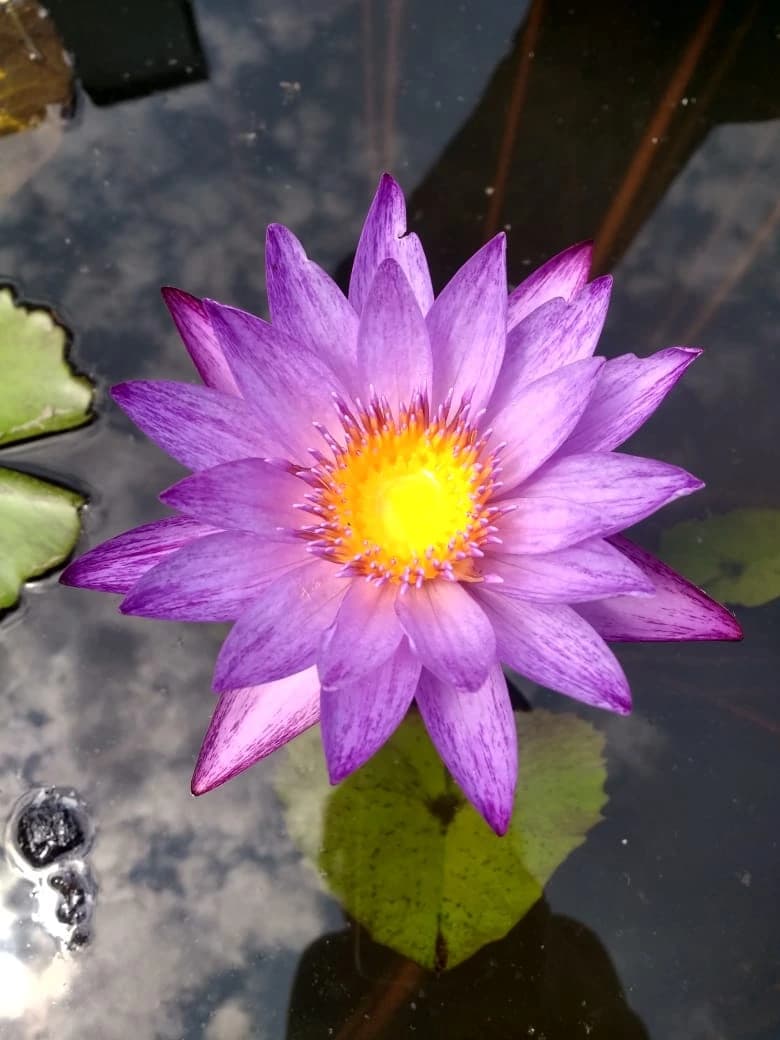 Nenúfar Tropical Violeta