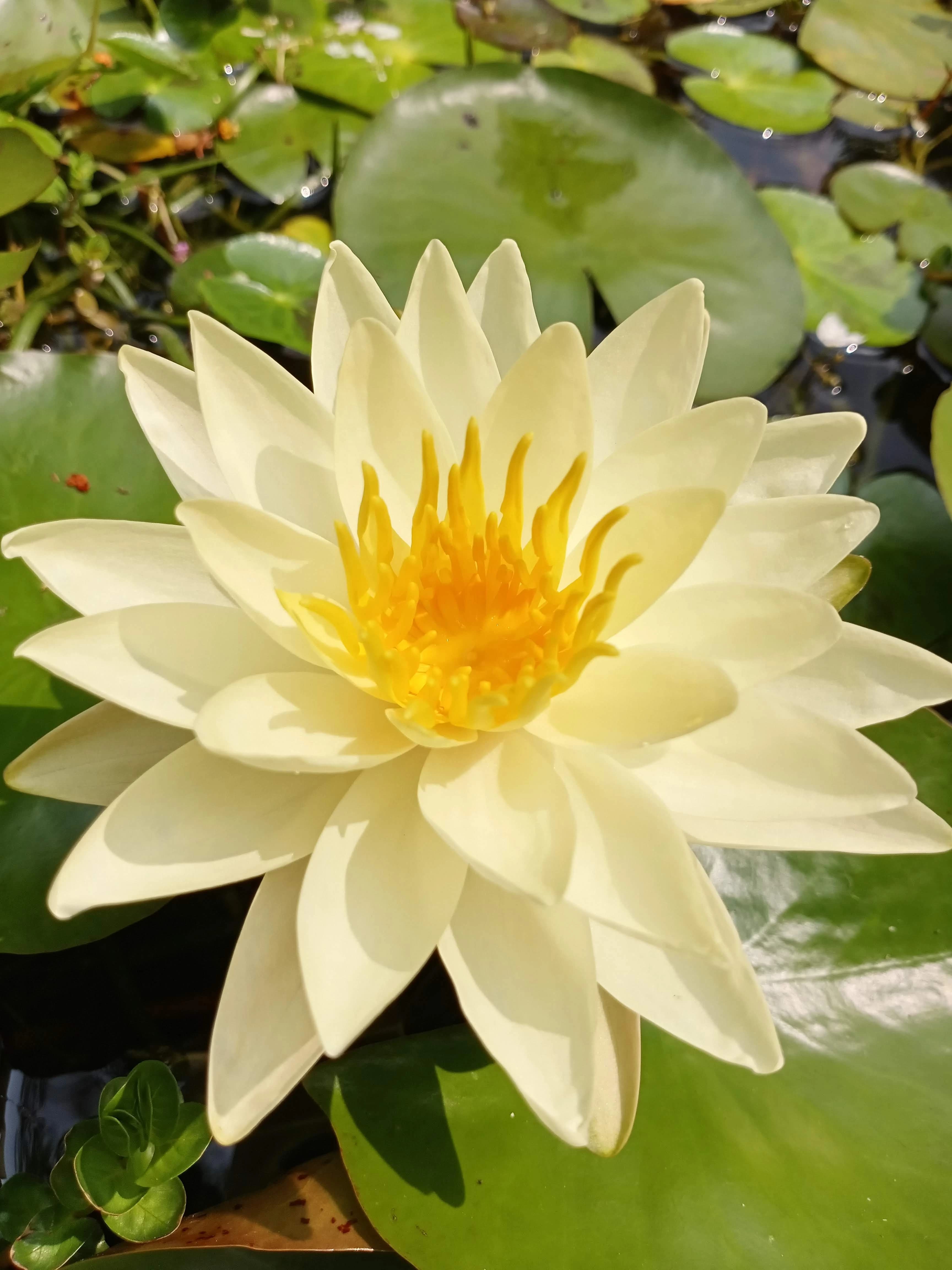 Nenúfar Amarilla Nymphaea 'Yellow Dazzler'
