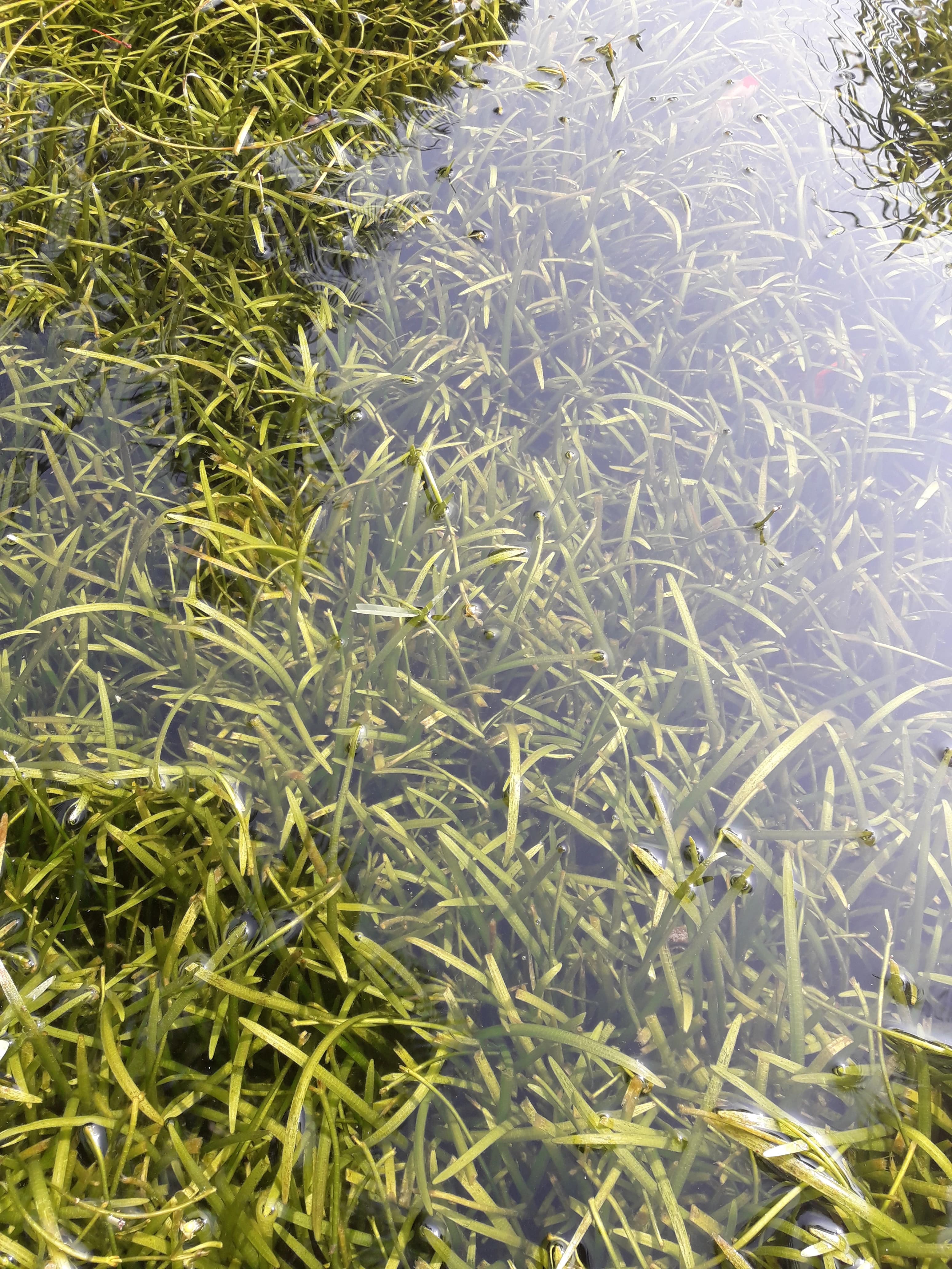 Pasto acuático (Sagittaria subulata)