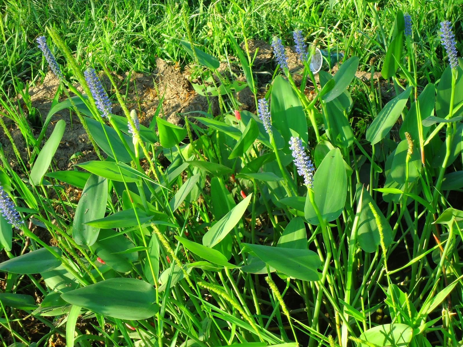 Pontederia azurea