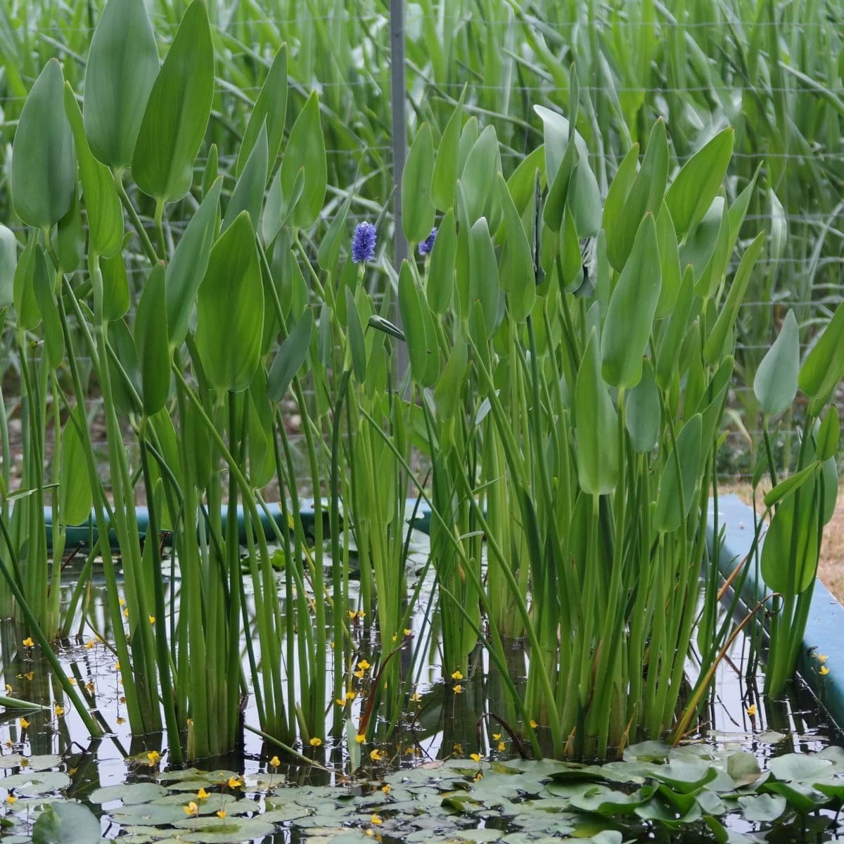 Pontederia lanceolata