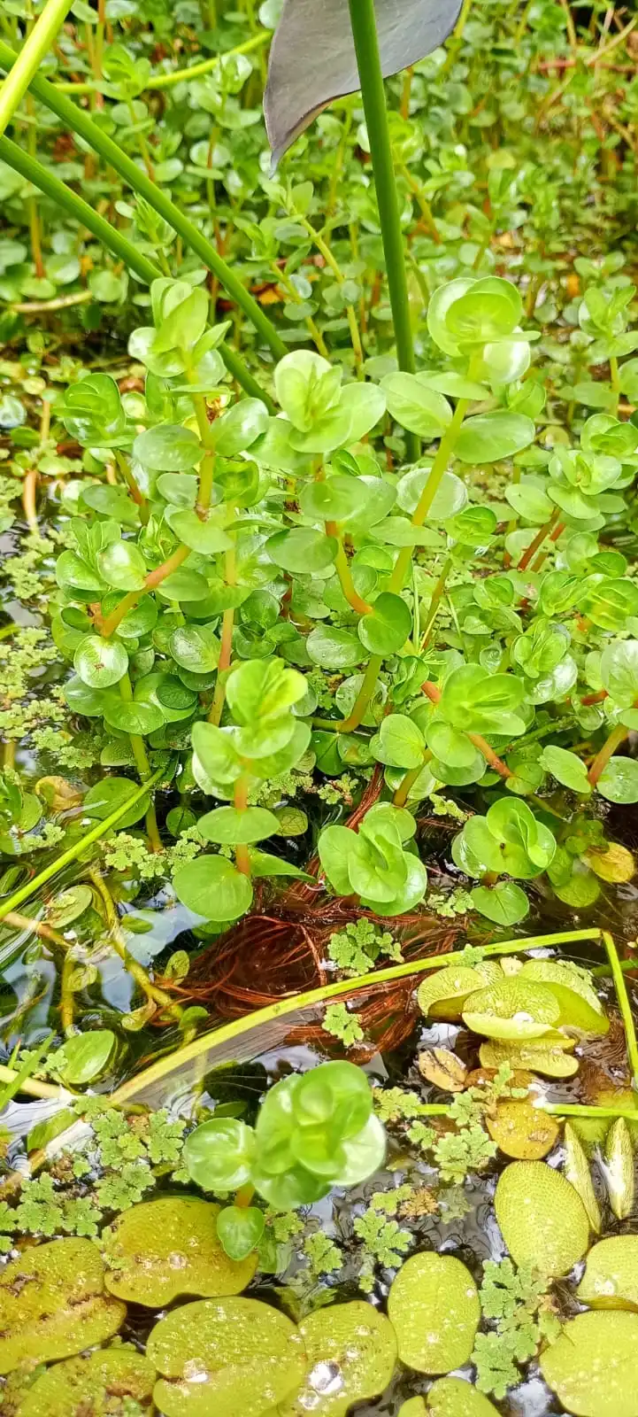 Rotala indica