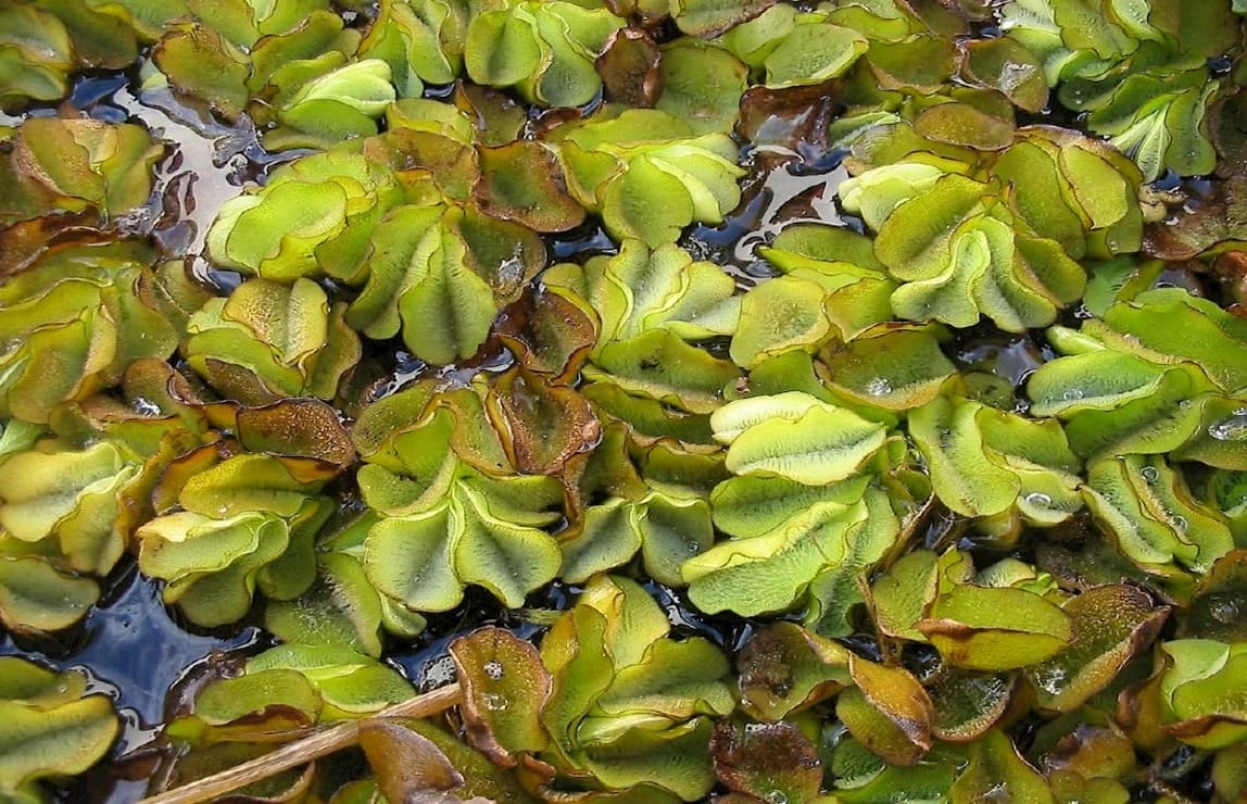 Salvinia molesta